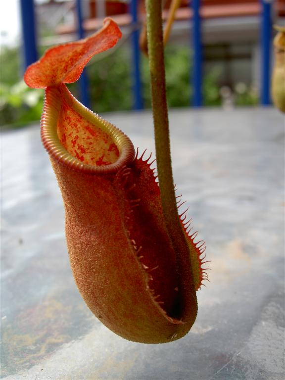 Nepenthes thorelii x trusmadiensis